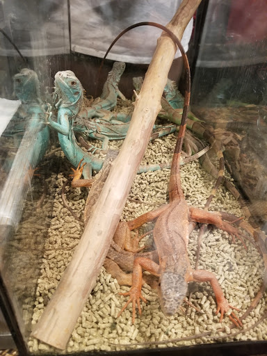 Reptile Store «Cleveland Reptile Show», reviews and photos, 17250 Hummel Rd, Brook Park, OH 44142, USA
