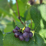 Photo n°15 de l'avis de Petra.E. fait le 17/10/2021 à 16:34 sur le  Art & Design Hotel Napura à Siebeneich