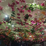 Photo n°4 de l'avis de kla121284. fait le 21/05/2023 à 06:43 sur le  Sapureat à Frattamaggiore