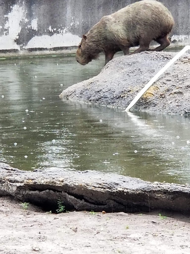 Zoo «ZooWorld Zoological and Botanical Conservatory», reviews and photos, 9008 Front Beach Rd, Panama City Beach, FL 32407, USA