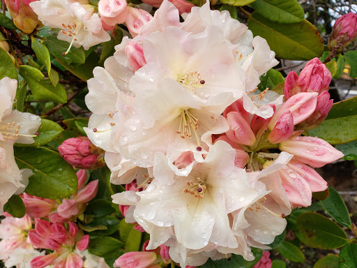 Youth Organization «YMCA», reviews and photos, 9715 Lakewood Dr SW, Lakewood, WA 98499, USA