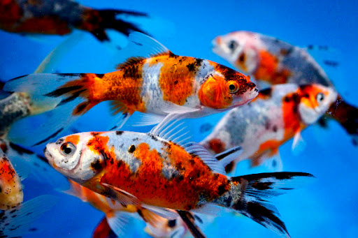 Pet Store «Sierra Fish and Pets», reviews and photos, 601 S Grady Way Suite M, Renton, WA 98057, USA