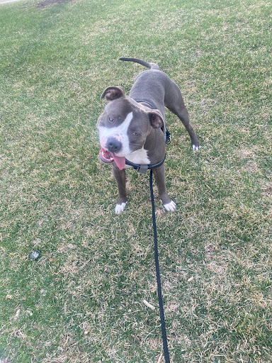 Pet Supply Store «Petco Animal Supplies», reviews and photos, 280 Kensington Blvd, Slidell, LA 70458, USA