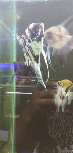 Aquarium «Fish Collection Inc», reviews and photos, 1609 NE 163rd St, North Miami Beach, FL 33162, USA