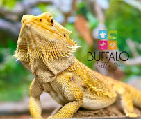 Buffalo Turtle Zoo - Photo 7 - Car repair in Buffalo, NY, Buffalo