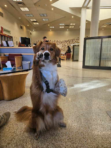 Washington State University Veterinary Teaching Hospital - 24hr Emergency