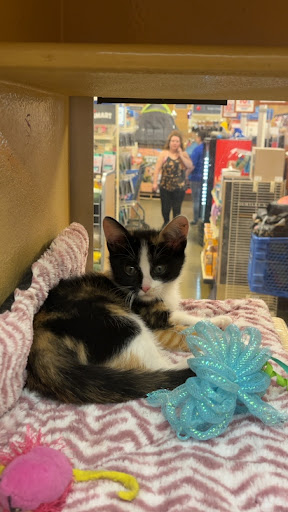 Pet Supply Store «PetSmart», reviews and photos, 3093 E Main St, Russellville, AR 72802, USA