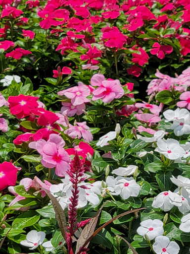 Home Improvement Store «The Home Depot», reviews and photos, 1303 Rivery Blvd, Georgetown, TX 78626, USA