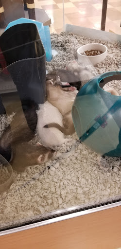 Pet Supply Store «Petco Animal Supplies», reviews and photos, 230 S Virginia St #880, Crystal Lake, IL 60014, USA