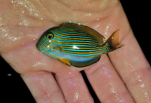 Tropical Fish Store «Aquarium Artisans», reviews and photos, 8005 Plainfield Rd #11, Cincinnati, OH 45236, USA