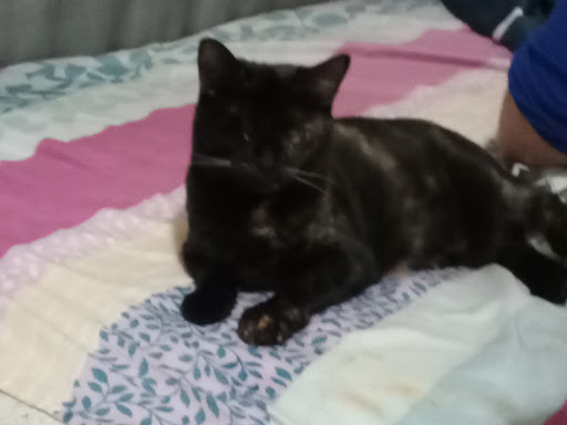 Pet Store «Petland Discounts - Kings Highway», reviews and photos, 1618 Kings Hwy, Brooklyn, NY 11229, USA