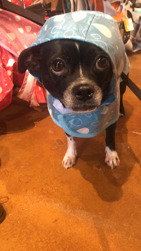 Pet Supply Store «Phydeaux», reviews and photos, 6464 Tryon Rd, Cary, NC 27518, USA