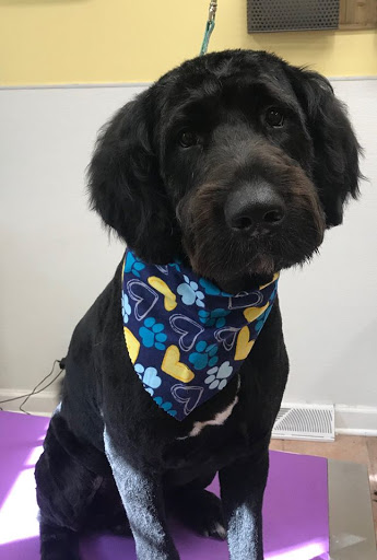 Pet Supply Store «Animal House Grooming & Quality», reviews and photos, 229 W Absecon Blvd, Absecon, NJ 08201, USA