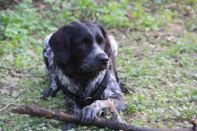 Isabelle Jacobs Hundeschule & Ausbildungszentrum für Schul,- Therapiebegleit- & Bürohunde