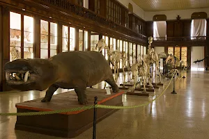 Zoological Museum of Naples image