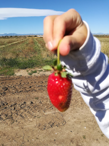 Produce Market «Berry Patch Farms», reviews and photos, 13785 Potomac St, Brighton, CO 80601, USA