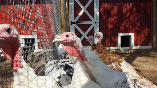 Zoo «Little Rock Zoo», reviews and photos, 1 Zoo Dr, Little Rock, AR 72205, USA