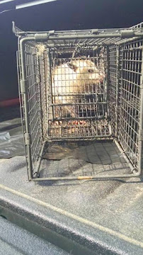 West Palm Beach Wildlife Removal - Photo 4 - Car repair in West Palm Beach, FL, West Palm Beach