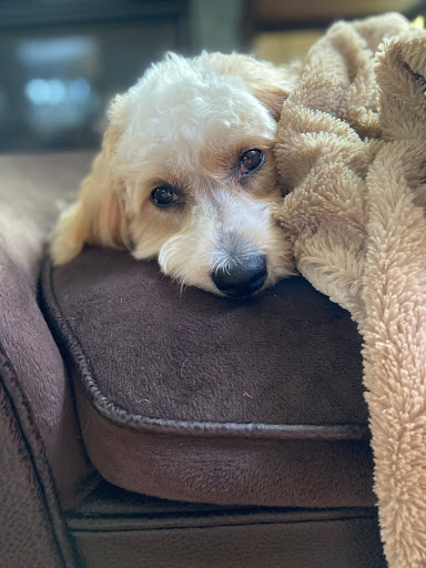 Pet Store «Village Pet Shop», reviews and photos, 701 N Black Horse Pike, Williamstown, NJ 08094, USA