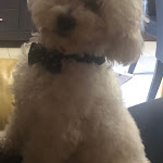 Photo n°1 de l'avis de Sandra.l fait le 05/04/2024 à 21:03 sur le  Manuel & Joaquim Massas e Petiscos à Santa Maria da Feira