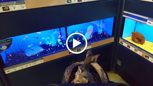 Pet Supply Store «Petco Animal Supplies», reviews and photos, 2689 Market Center Dr, Rockwall, TX 75032, USA