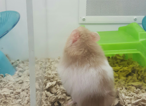 Pet Supply Store «Petco Animal Supplies», reviews and photos, 195 E 12300 S, Draper, UT 84020, USA