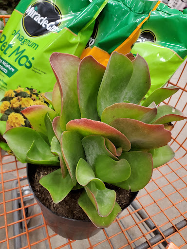 Home Improvement Store «The Home Depot», reviews and photos, 20808 S Cicero Ave, Matteson, IL 60443, USA