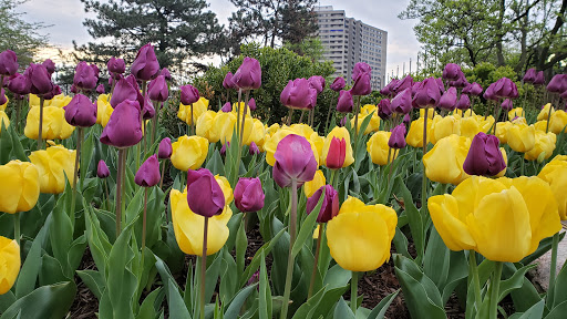 Park «Lytle Park», reviews and photos, 501 E 4th St, Cincinnati, OH 45202, USA