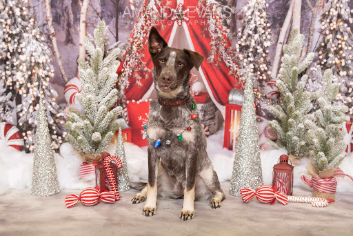 Pet Supply Store «EarthWise Pet Supply», reviews and photos, 7316 Yankee Rd, Liberty Township, OH 45044, USA