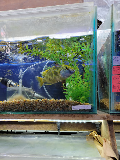 Tropical Fish Store «Emmons Tropical Fish & Ponds», reviews and photos, 1612 Hopmeadow St, Simsbury, CT 06070, USA