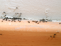 Optimum Pest Control, LLC - Photo 6 - Car repair in Boca Raton, FL, Coral Springs