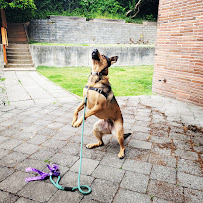 Bones, Hugs, and Harmony Pet Care - Photo 7 - Car repair in , Bellevue