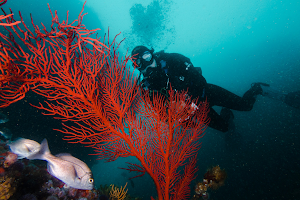 Just Africa Scuba image