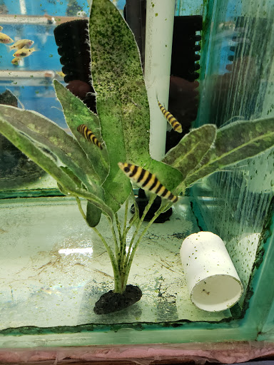 Pond Fish Supplier «Aquarium & Imports Inc.», reviews and photos, 2639 Hendersonville Rd, Arden, NC 28704, USA