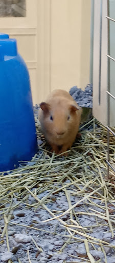 Pet Supply Store «PetSmart», reviews and photos, 3585 N Shiloh Dr, Fayetteville, AR 72703, USA