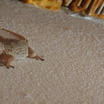 Photo n°4 de l'avis de Tobias.o fait le 10/05/2023 à 14:43 sur le  Il club di Lea à Alicudi