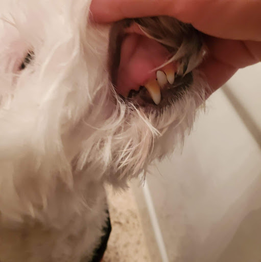 Pet Supply Store «Tams Pet Foods & Supplies», reviews and photos, 19305 Vanowen St, Reseda, CA 91335, USA