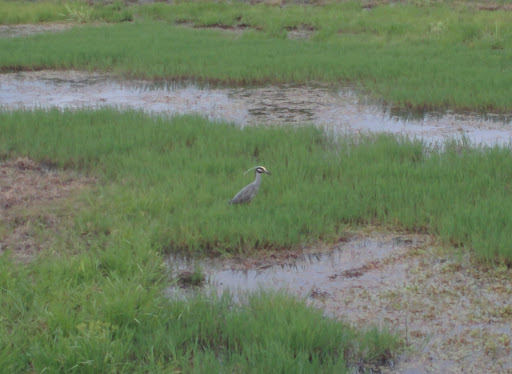 Golf Course «Riverchase Golf Course», reviews and photos, 700 Riverchase Dr, Coppell, TX 75019, USA