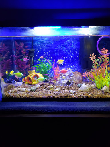 Pet Store «Pet Town», reviews and photos, 7804 Florence Ave, Downey, CA 90240, USA