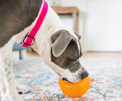 Pet Supply Store «Petropolis Camarillo», reviews and photos, 5800 Santa Rosa Rd Suite 144, Camarillo, CA 93010, USA