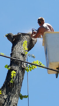 Morning Sun Tree & Landscape Services - Photo 4 - Car repair in Amarillo, TX, Amarillo