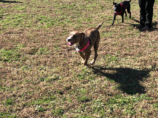 Dog Park «Perry Paw Dog Park», reviews and photos, 9033 Honeygo Blvd, Perry Hall, MD 21128, USA