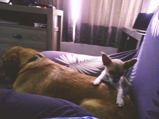 Pet Supply Store «Port Orange Pets», reviews and photos, 4074 S Ridgewood Ave, Port Orange, FL 32127, USA