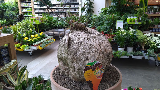 Cheap plants Nuremberg