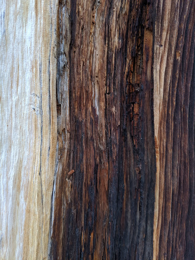 Nature Preserve «Mount Goliath Natural Area», reviews and photos, Mt Evans Rd, Evergreen, CO 80439, USA