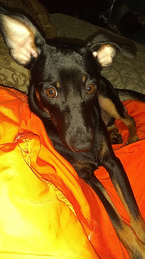 Pet Supply Store «Petco Animal Supplies», reviews and photos, 1065 Kennedy Rd, Windsor, CT 06095, USA