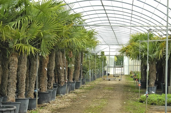 45 Opiniones REALES de Viveros Sánchez (Jardinero) en Guadalajara