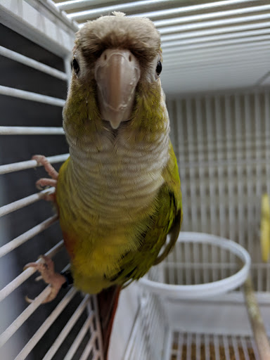 Pet Supply Store «Pet Supplies Plus», reviews and photos, 2927 Riley Fuzzel Rd #400, Spring, TX 77386, USA