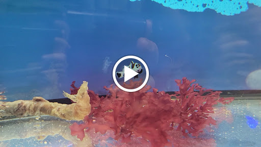 Pet Store «Pet Town», reviews and photos, 7804 Florence Ave, Downey, CA 90240, USA