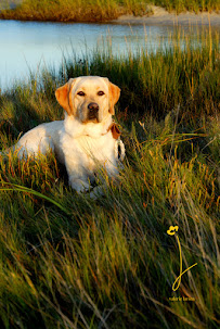 Valerie Larsen Photography - Photo 5 - Car repair in Fort Mill, SC, Rock Hill